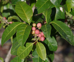 Glycosmis trifoliata