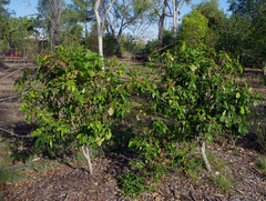 Glycosmis trifoliata