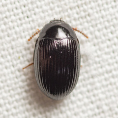 Platydema excavata
