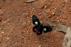 Parides anchises nephalion