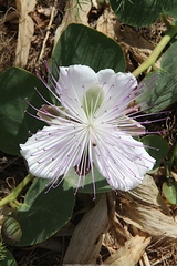 Capparis orientalis