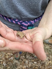 Pseudacris brachyphona