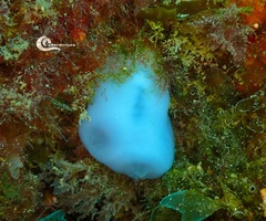 Bluish Club-Shaped Ascidian photo 3