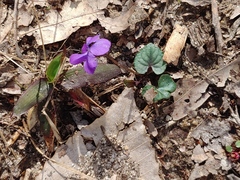 Viola hirsutula