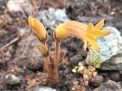 Aphyllon franciscanum