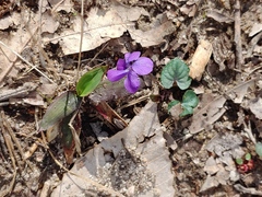 Viola hirsutula