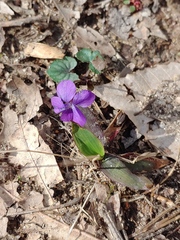 Viola hirsutula