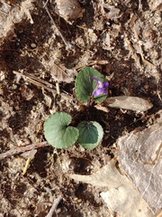Viola hirsutula