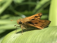 Hylephila phyleus
