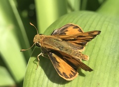 Hylephila phyleus