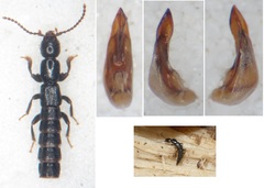 Lathrobium impressum