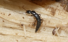 Lathrobium impressum