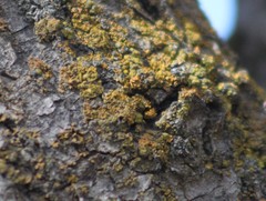 Xanthomendoza fallax