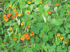 Tropaeolum majus