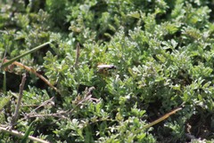 Alysiinae