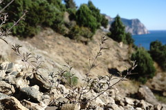 Satureja hortensis