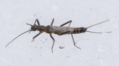 Allocapnia minima