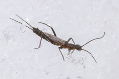 Allocapnia minima