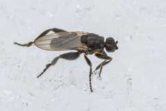 Sphaerocera curvipes