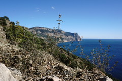 Satureja hortensis