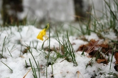 Narcissus bulbocodium