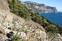 Satureja hortensis