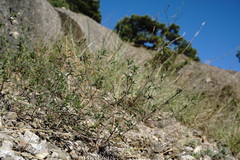 Satureja hortensis