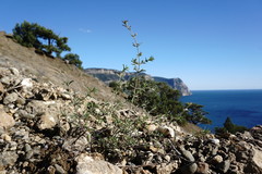 Satureja hortensis