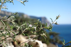 Satureja hortensis