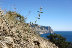 Satureja hortensis