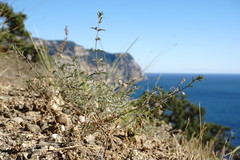 Satureja hortensis