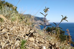 Satureja hortensis