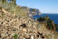 Satureja hortensis