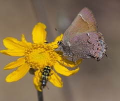 Callophrys muiri