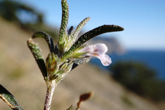 Satureja hortensis