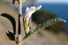 Satureja hortensis