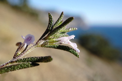 Satureja hortensis