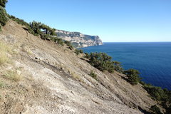 Satureja hortensis