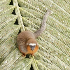 Plecturocebus discolor