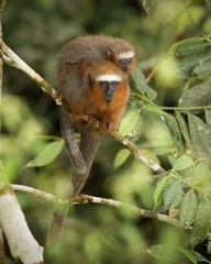 Plecturocebus discolor