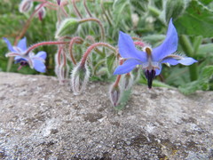 Borago officinalis