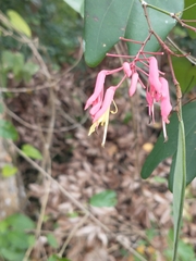 Bauhinia erythrocalyx