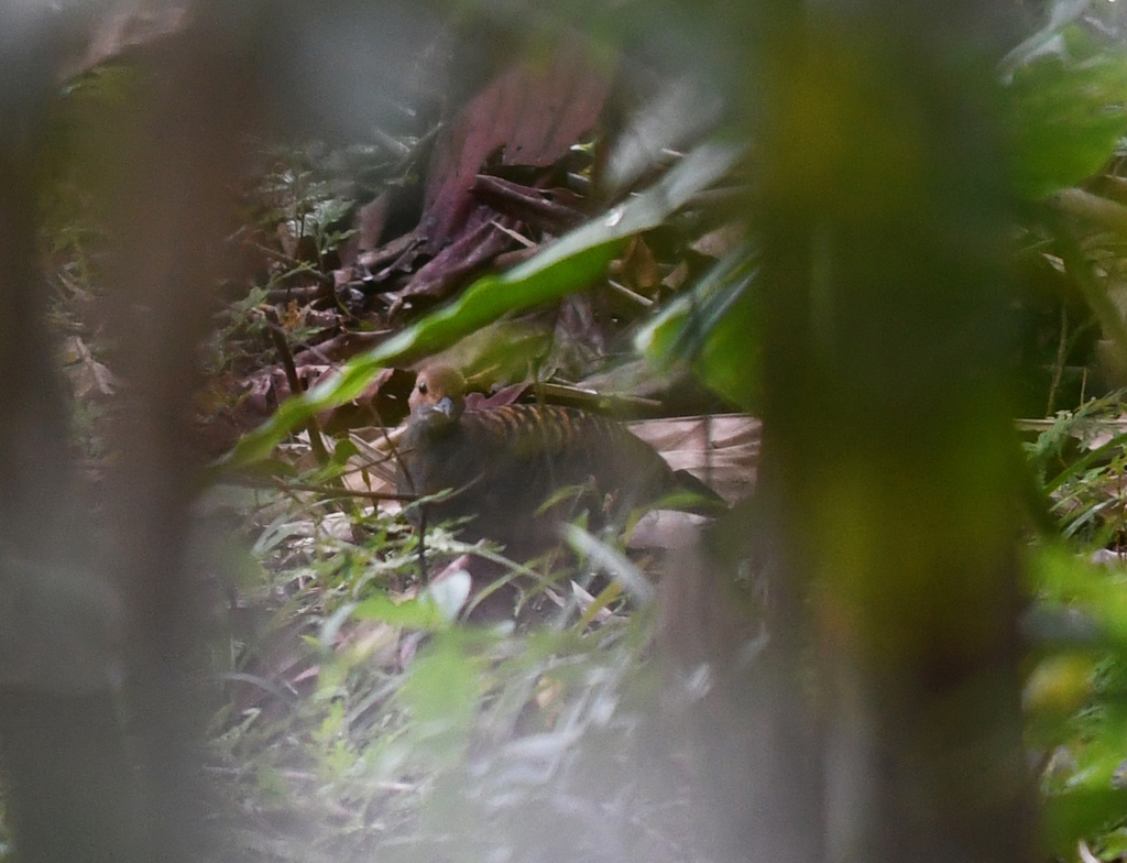Barred Tinamou photo