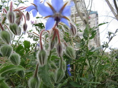 Borago officinalis