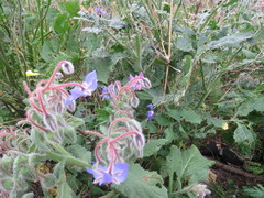 Borago officinalis