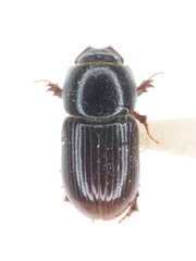 Calamosternus granarius