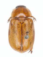 Cyclocephala pasadenae
