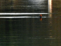 Tachybaptus ruficollis