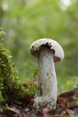 Leccinum percandidum