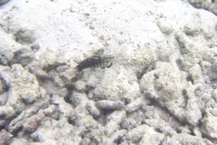 Amblygobius semicinctus